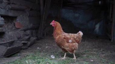 Kahverengi tüylü küçük tavuk karanlık tezgahın yanında yürüyor.