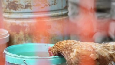 Komik kahverengi tavuk mavi plastik kovadan su içiyor.