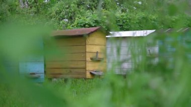 Çeşitli renklerdeki geleneksel arı kovanları yeşil çitin yanında duruyor