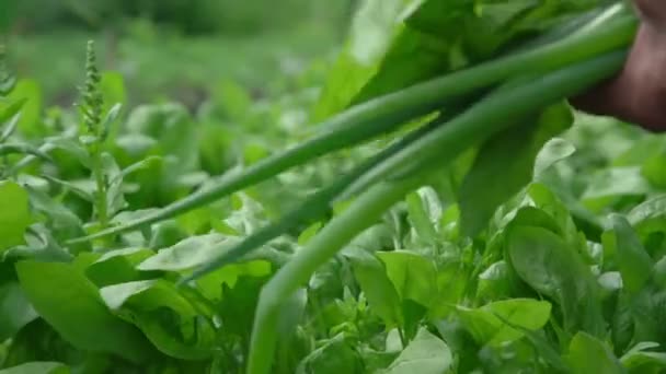 Hombre mano corta ensalada verde fresca y cebolla con cuchillo de metal — Vídeos de Stock