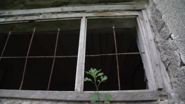 Hojas de arbusto verde ondeadas por el viento cerca de la ventana con rejilla oxidada — Vídeo de stock