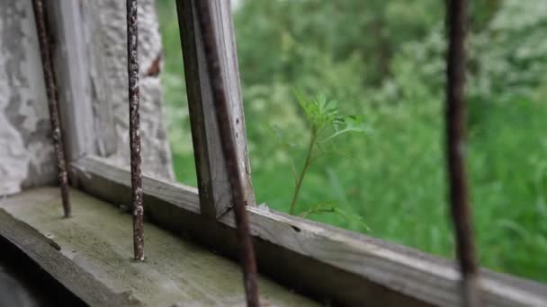 Graswellen bei starkem Wind vor zerbrochenem Fenster mit Gittern — Stockvideo