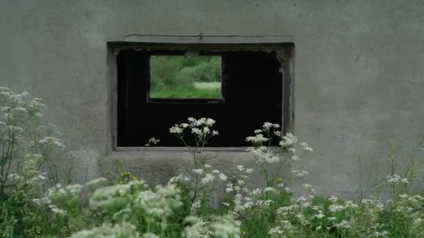 Verouderde gebroken ramen in grijze muur in de zomer — Stockvideo
