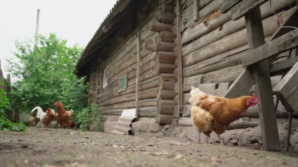 Găini la ferma satului în apropierea clădirii din lemn brun — Videoclip de stoc