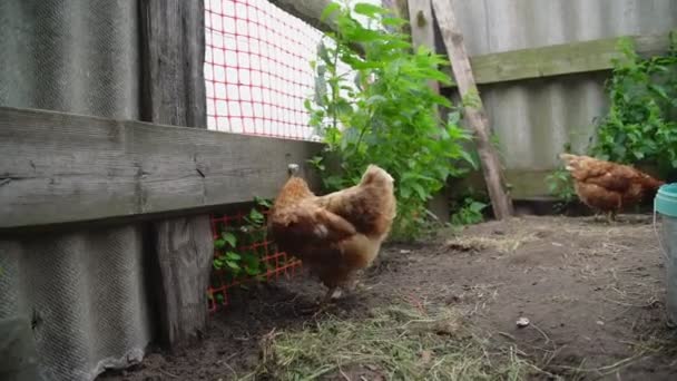 Brown hen walks along farmyard near grey fence and bushes — Stock Video