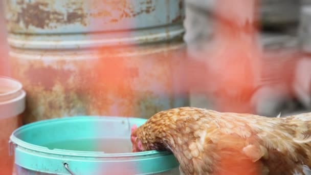 Vtipné hnědé kuře pije vodu z modrého plastového kbelíku — Stock video