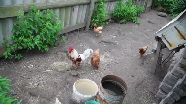 Găini și cocoș uita-te pentru și peck alimente în curtea din spate vedere superioară — Videoclip de stoc