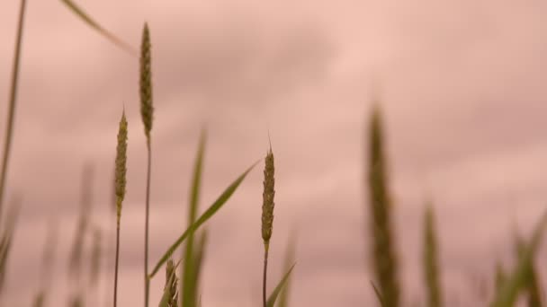 Sottili punte di grano ondeggiano nel vento leggero al tramonto primo piano — Video Stock