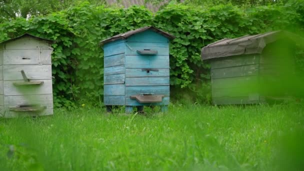 Antiguas colmenas de madera gris y azul se destacan en el prado de hierba dacha — Vídeo de stock