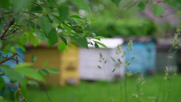 Vind sveper körsbär gren mot suddiga färgade bikupor — Stockvideo