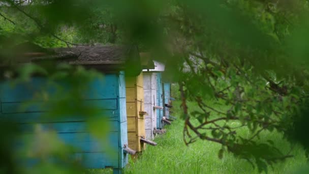 Ruches en bois colorées rangée située sur prairie verte — Video