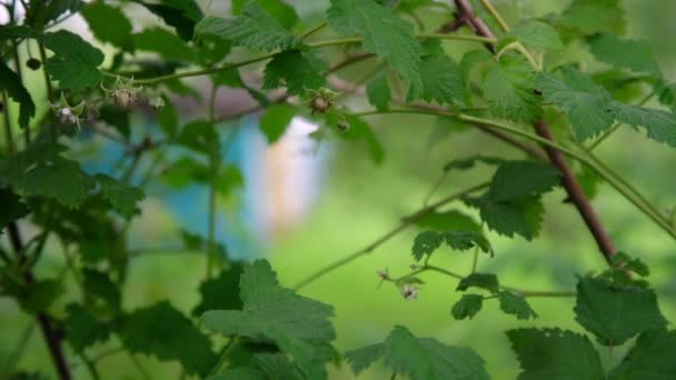 Hallon gren med gröna bär mot suddiga bikupor — Stockvideo