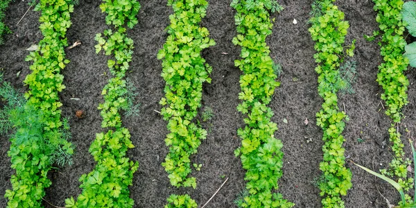 Pequenos arbustos de framboesa verdes crescem na horta local — Fotografia de Stock