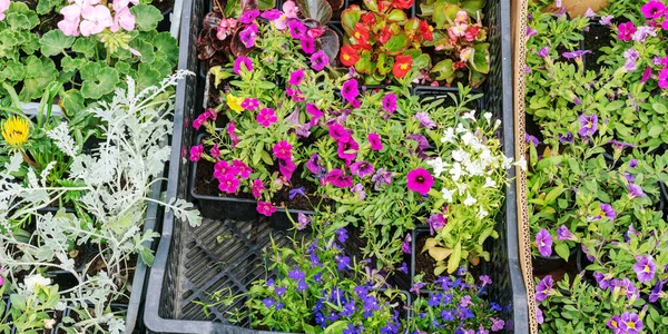Fleurs blanches roses et violettes dans des boîtes sur le comptoir du marché — Photo