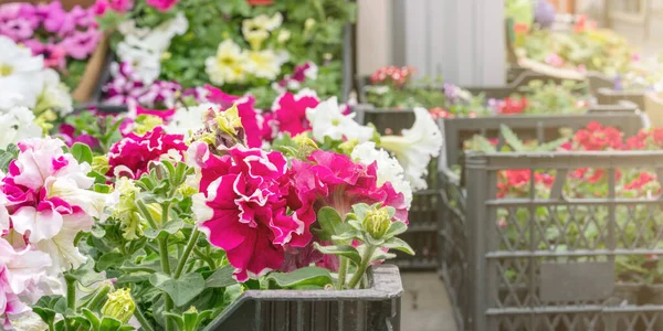 Les plantes colorées de pot fleurissent dans des boîtes sur le bureau de magasin de fleur — Photo
