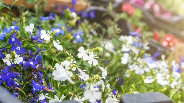 Petites fleurs blanches et violettes dans des boîtes extrême gros plan — Photo