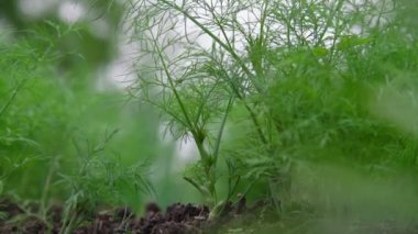 Yeşil dereotları sebze bahçesinde yetişir. Yakın plan.