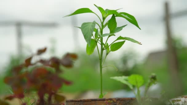 Viento balancea tiernas hojas verdes de plántulas en primer plano olla — Vídeo de stock