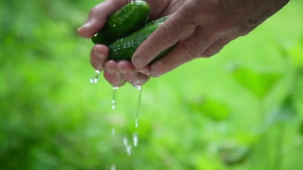 Rentnerhände waschen handgezogene Gurken in Wassernähe — Stockvideo