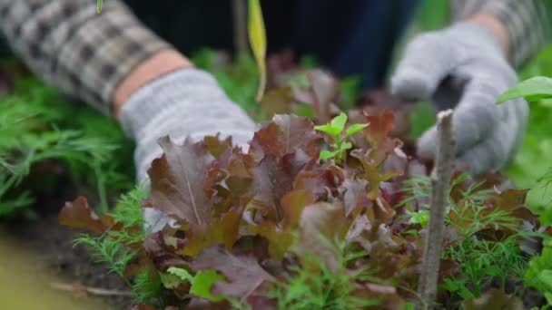 Zahradník v kostkované košili a rukavicích se stará o salát — Stock video