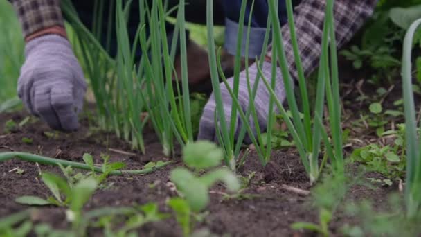 Professional gardener takes away grass in green onion row — Stock Video