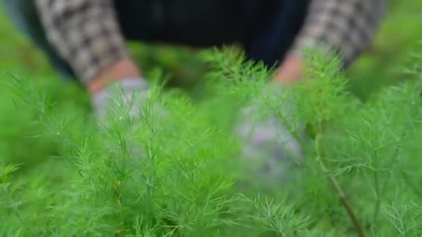 Hombre manos cuidar de eneldo verde que crece en la cama vegetal — Vídeos de Stock