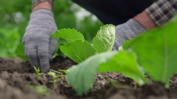 Pensionista en guantes patatas pequeñas plantas en cama vegetal — Vídeo de stock