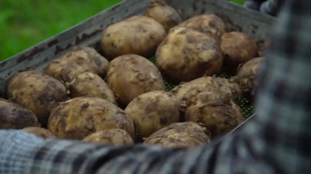 Человек в клетчатой рубашке трясет свежий картофель на поддержку — стоковое видео