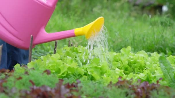 Gardener waters green lettuce leaves with sprinkler — Stock Video