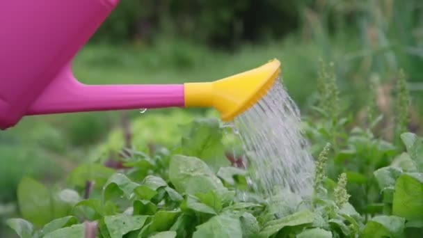 Professionell trädgårdsmästare vatten grön grönsak trädgård växter — Stockvideo
