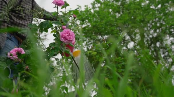 Pensionistas aguas rosas y plantas de jardín con regadera — Vídeo de stock