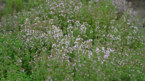 Pequenas flores de alyssum de cor branca onduladas por vento leve — Vídeo de Stock