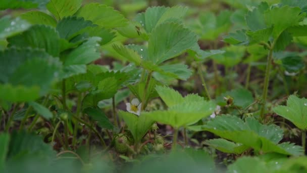 Garden bed with flowering strawberry bushes extreme closeup — Stock Video