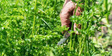 İnsan elinde metal bıçak tutar ve yeşil dereotu keser.