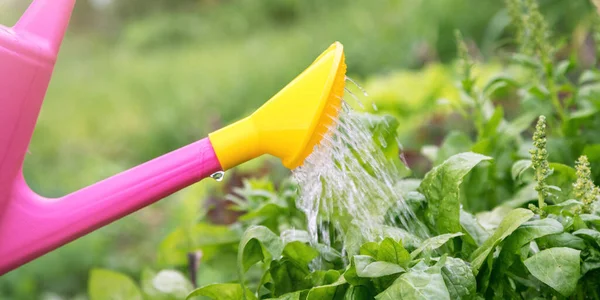 Rosa und gelbe Gießkanne gießt Wasser auf Pflanzen Nahaufnahme — Stockfoto