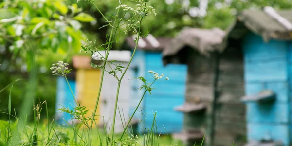 Ruches en bois colorées floues dans le jardin derrière la fleur sauvage — Photo