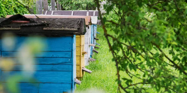 Grandes ruches en bois d'abeilles domestiques situées sur un pré vert — Photo