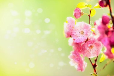 Yeşil doğa arka planında pembe çiçek, Bokeh, çiçek sınırı, yaz çiçekleri ve bahçe konsepti.