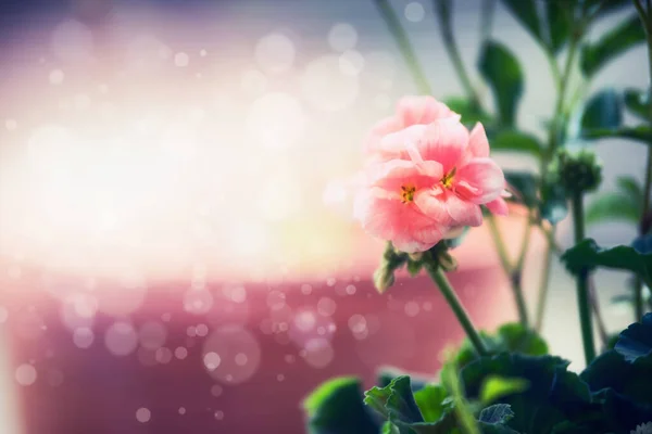 ピンクの花 パステルピンクの花と花の境界線 — ストック写真