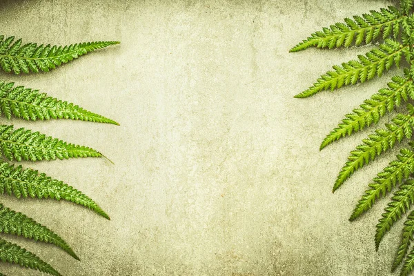 Nature Background Green Fern Leaves Top View Frame — Stock Photo, Image