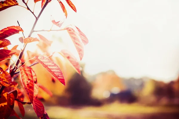 Herfst Achtergrond Met Mooie Rode Bladeren Bij Outdoor Natuur Met — Stockfoto