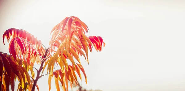 Hösten Röd Färg Lövverk Falla Natur Bakgrund Banner — Stockfoto