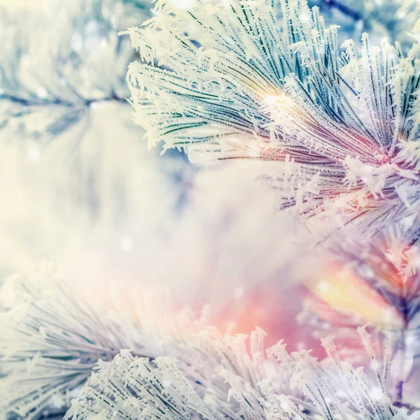冬の雪の日に杉やモミの冷凍枝背景 — ストック写真