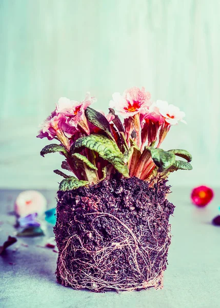Primula Blommor Växt Med Smuts Och Rötter Plantering Framã — Stockfoto