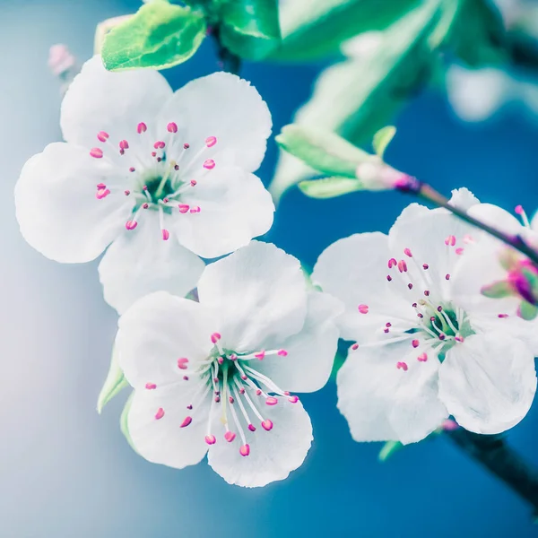 青い背景で可憐な花を閉じます — ストック写真