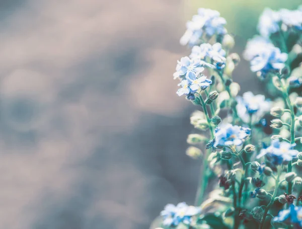 Natureza Fundo Com Azul Esquecer Não Flor Borda Floral — Fotografia de Stock