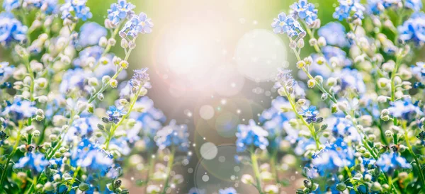 Летний Фон Природы Голубыми Цветами Солнечный Свет Боке Освещения Баннер — стоковое фото