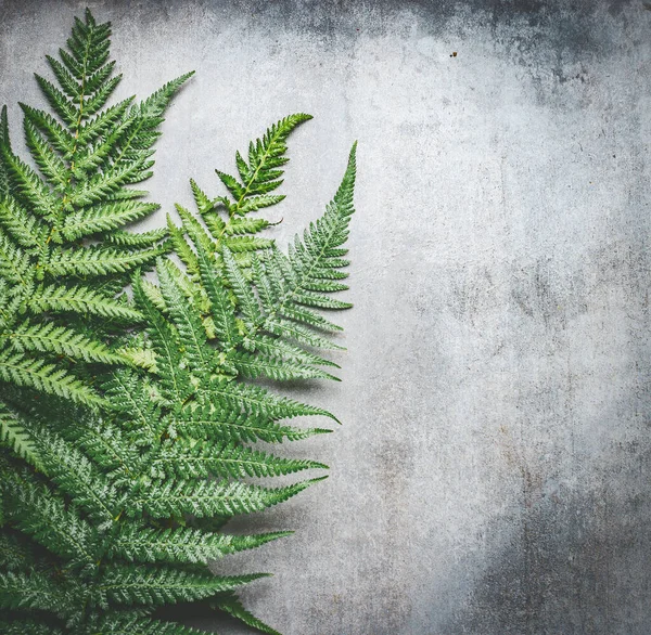 Green Fern Leaves Gray Rustic Concrete Background Top View Place — Stock Photo, Image