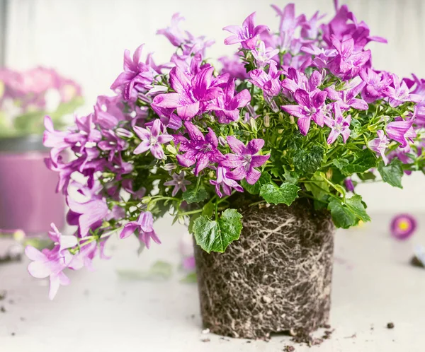 Purple Bell Bloemen Met Vuil Wortels Voor Het Planten Vooraanzicht — Stockfoto