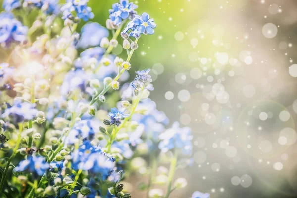 青い花と太陽の輝きを持つ花の夏の自然背景ボケ照明 — ストック写真